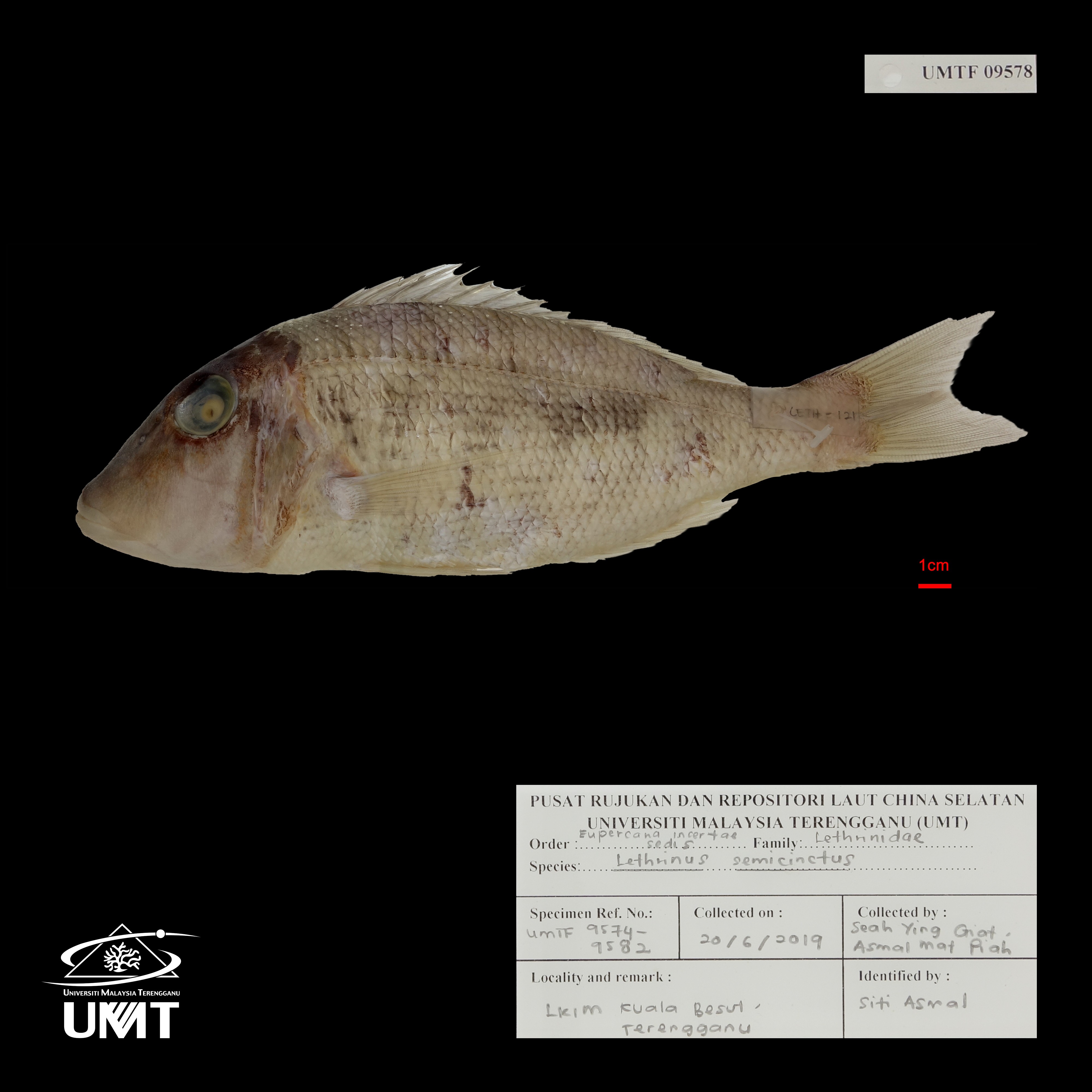 Specimen image